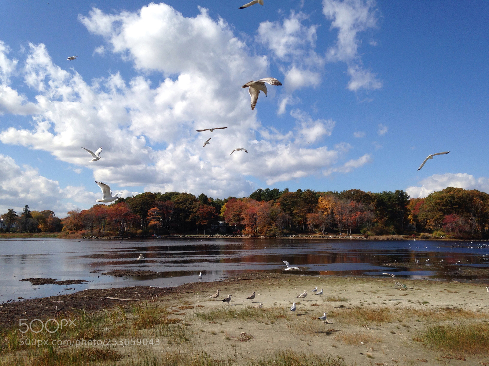 Apple iPhone 5 sample photo. Gliding gulls photography