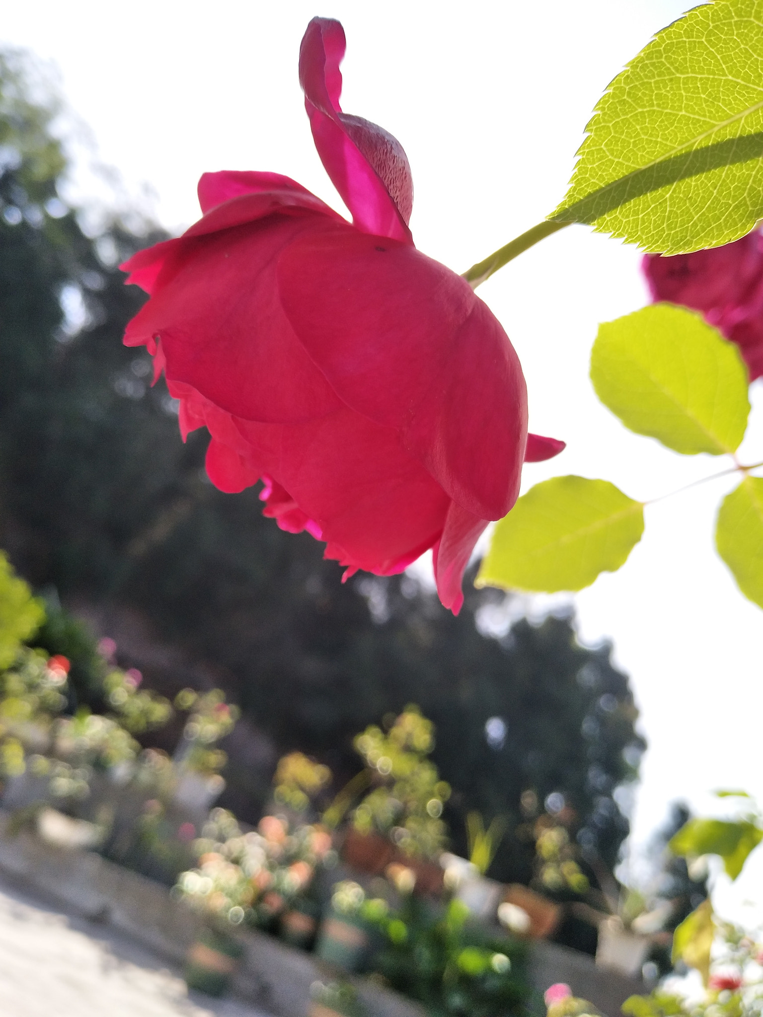 vivo X9 sample photo