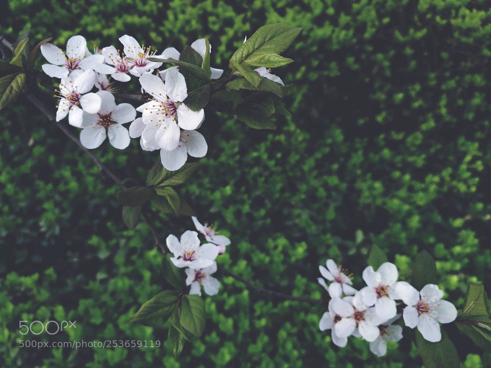 HUAWEI P9 sample photo. Untitled photography