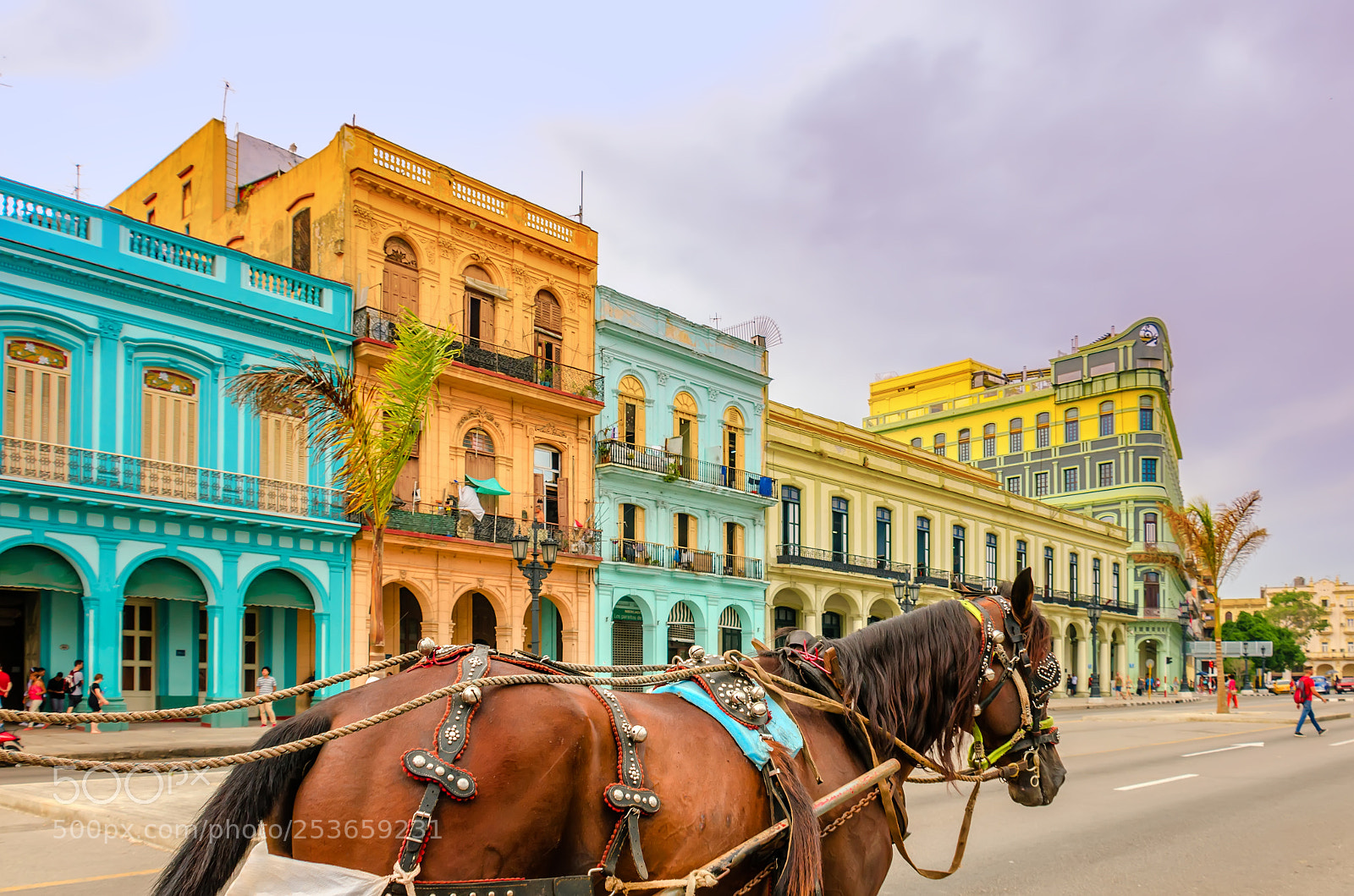 Nikon D5100 sample photo. Horse on the streets photography