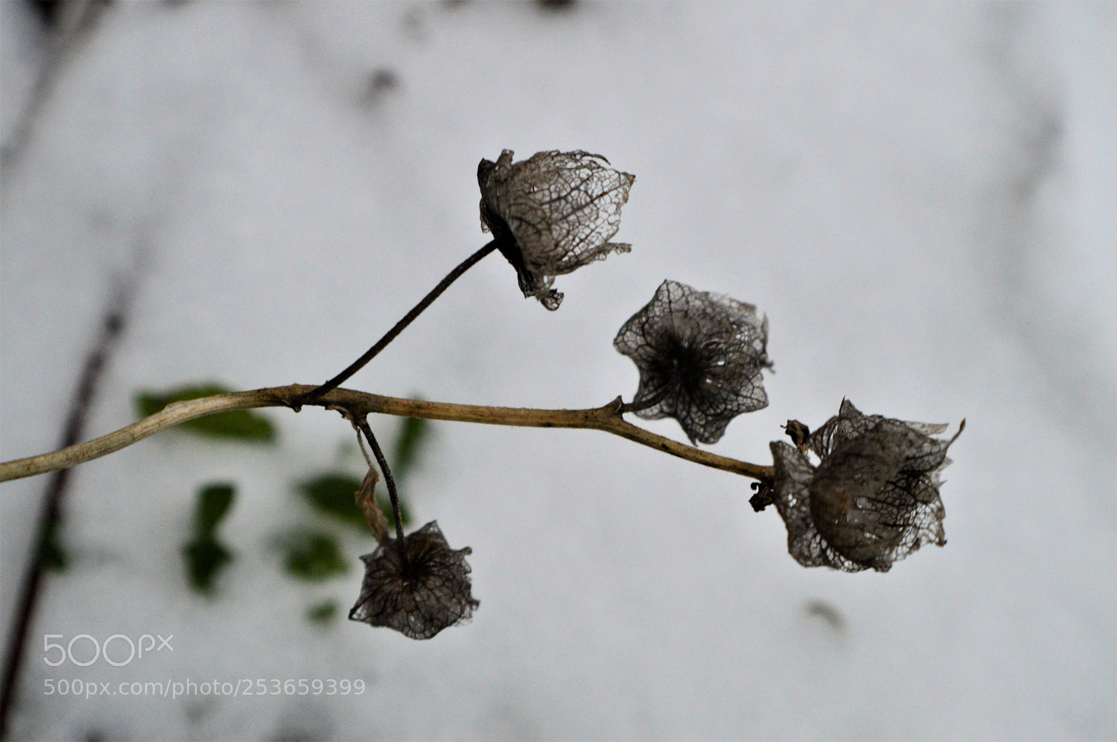 Nikon D3200 sample photo. Dried lavateri photography