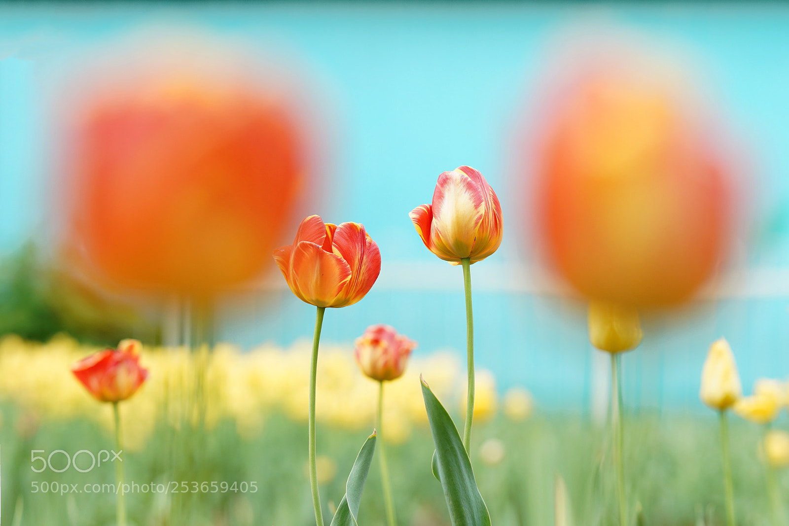 Sony a7R III sample photo. Tulip dream photography