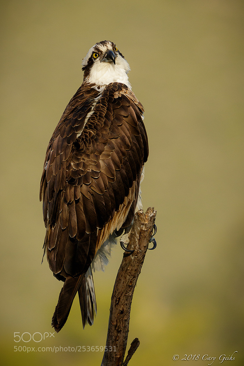 Canon EOS 7D Mark II sample photo. Osprey photography