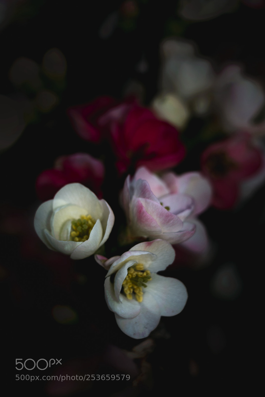 Canon EOS 70D sample photo. Img_0668_1.jpg photography