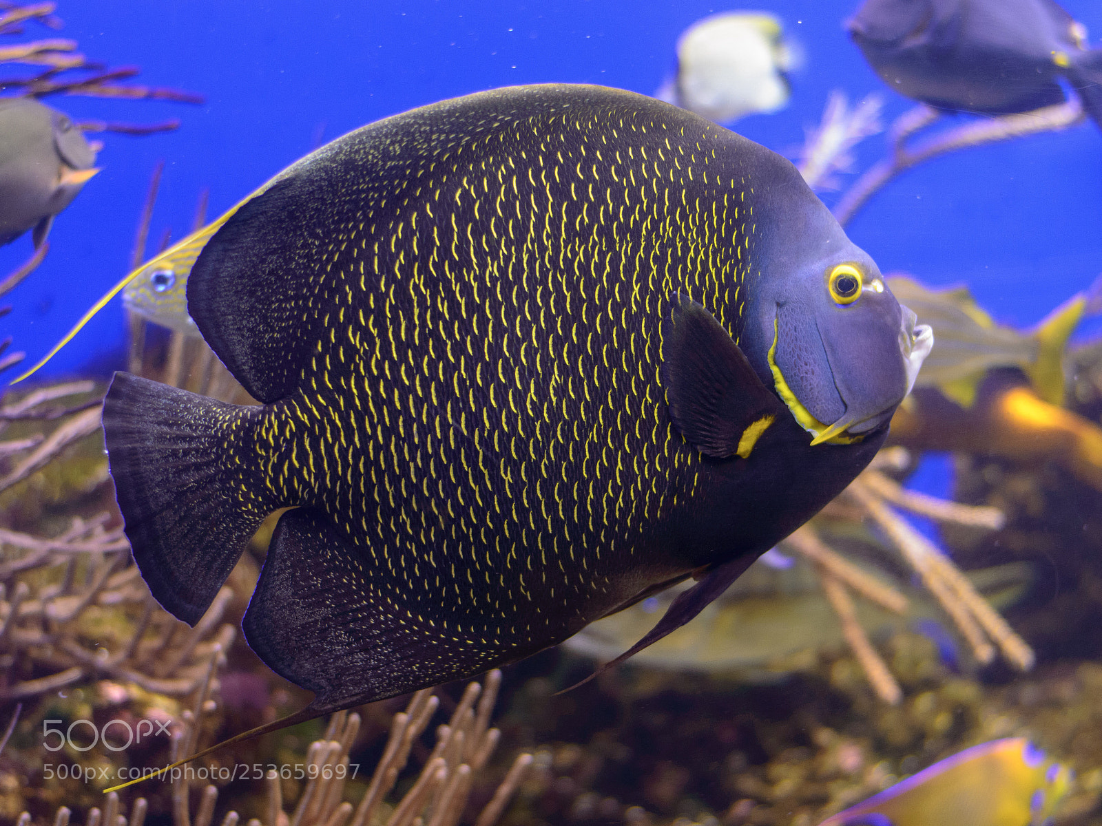 Nikon D3200 sample photo. Black and yellow photography