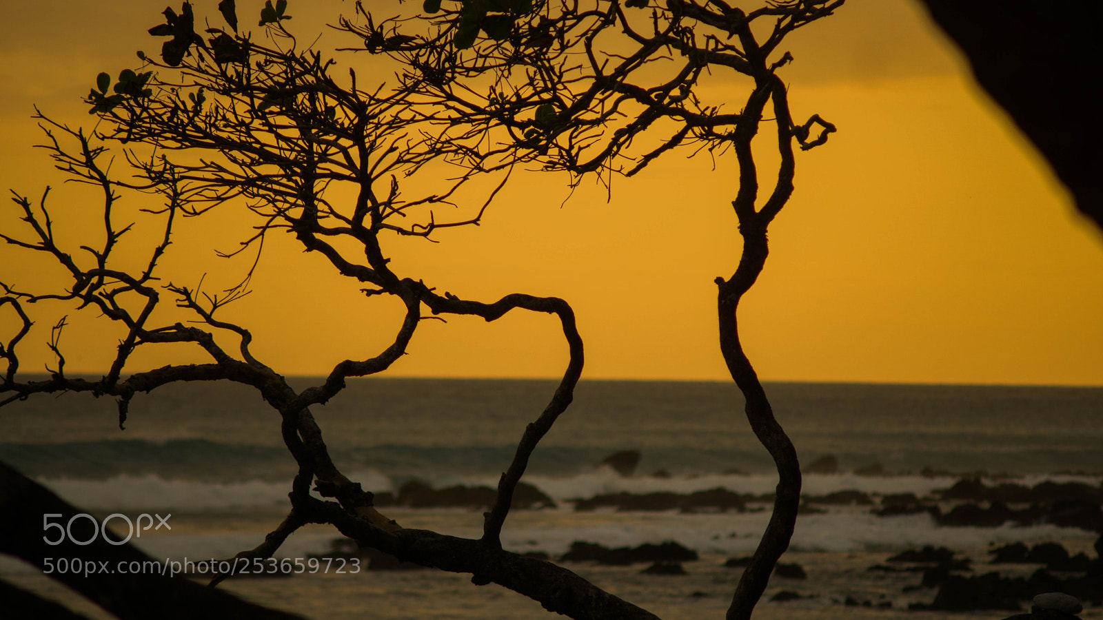 Sony a6000 sample photo. Silhouette of the trees photography