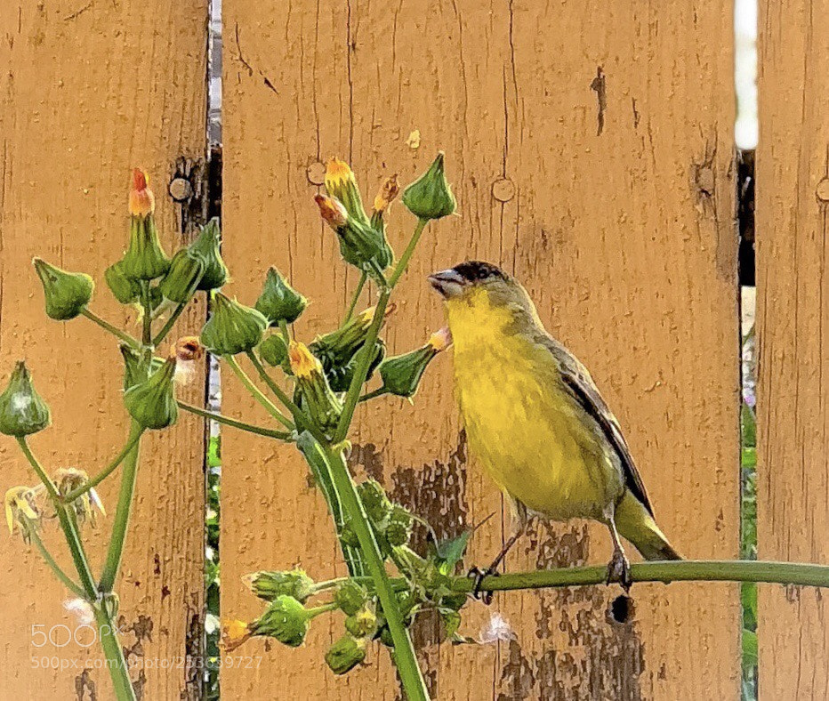 Apple iPhone 8 Plus sample photo. Pretty bird photography