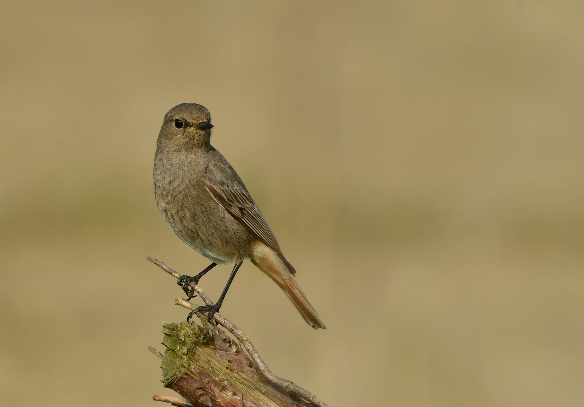 Nikon AF-S Nikkor 500mm F4G ED VR sample photo. Gekraagde roodstaart photography