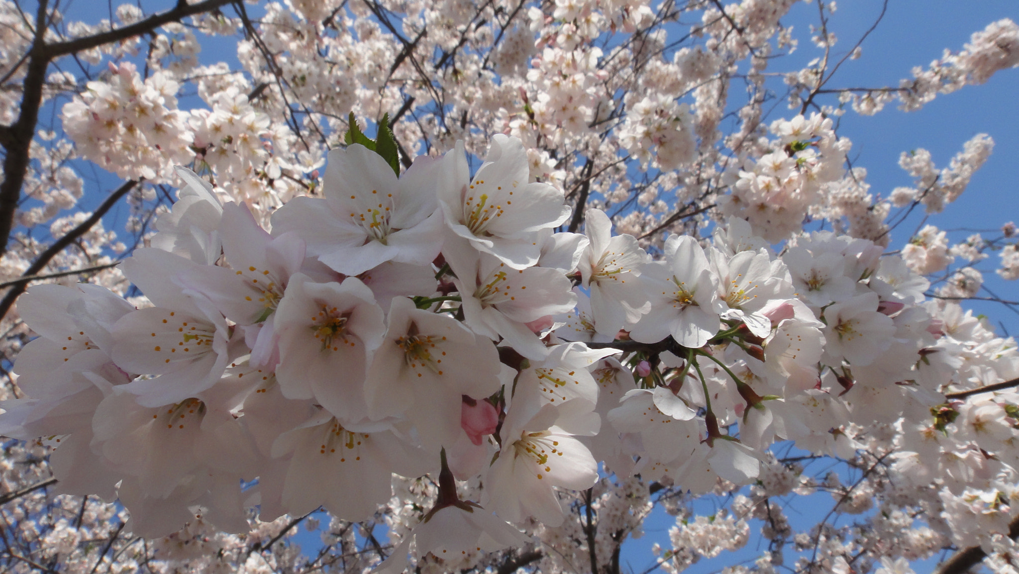 Sony Cyber-shot DSC-TX5 sample photo. White blossom photography