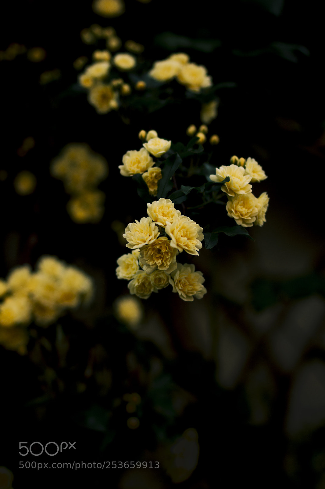 Canon EOS 70D sample photo. Img_2713_2.jpg photography