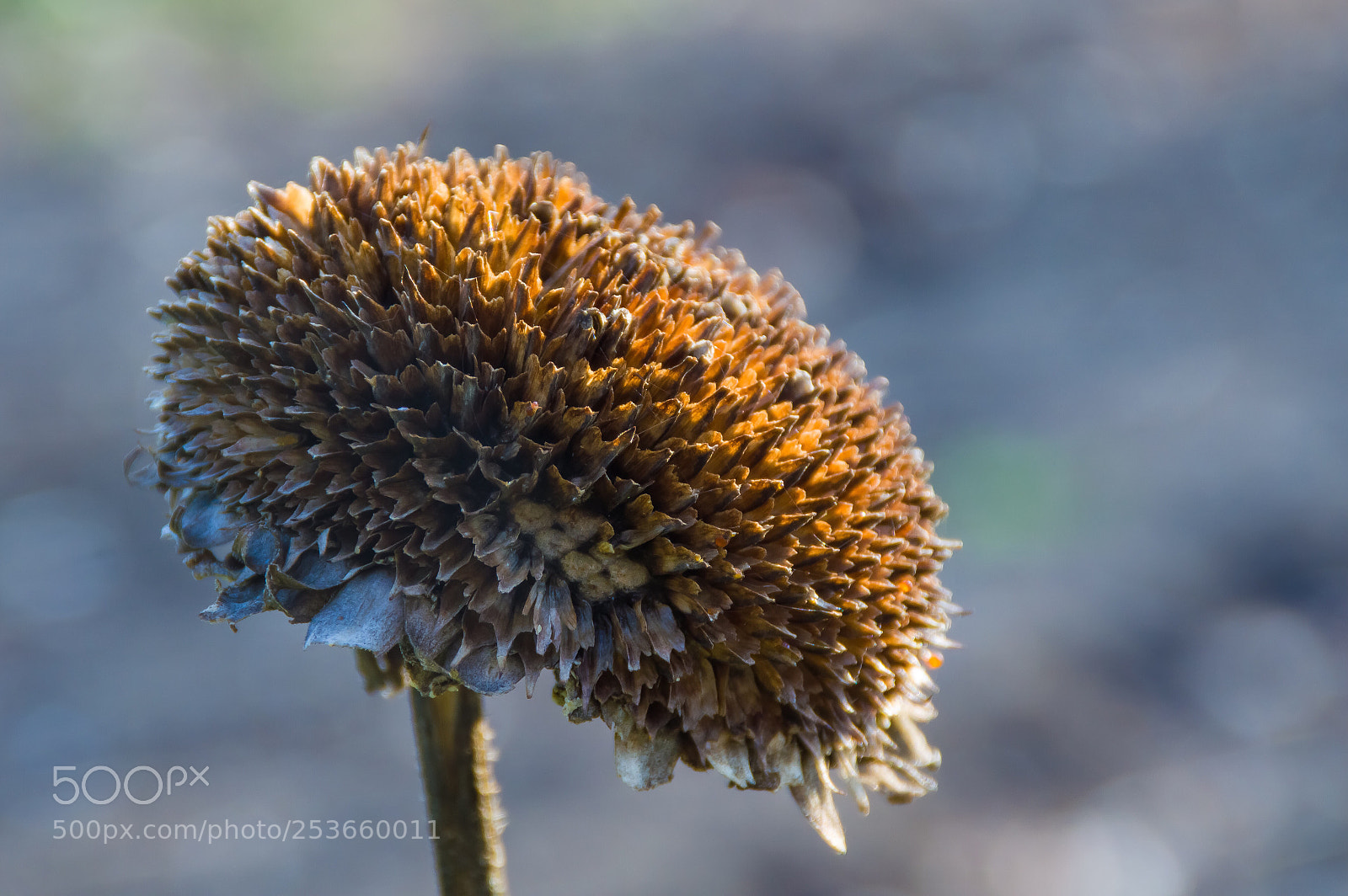 Nikon D3200 sample photo. Sunflower after a winter  photography