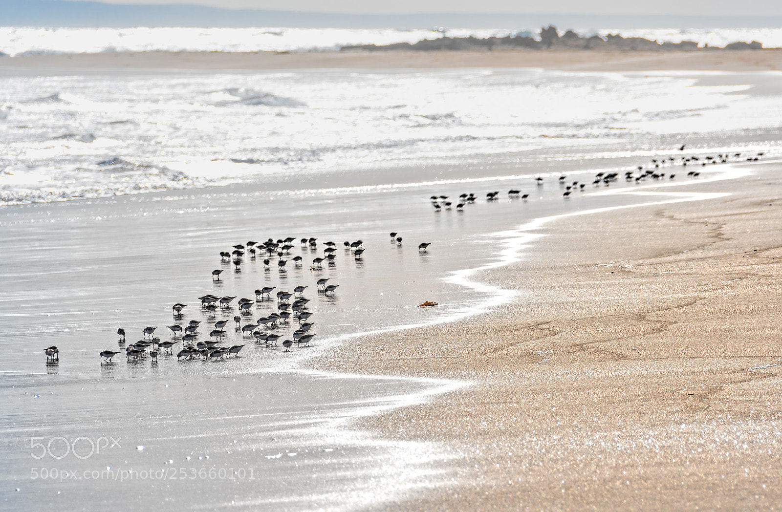 Nikon D500 sample photo. Common sandpiper photography