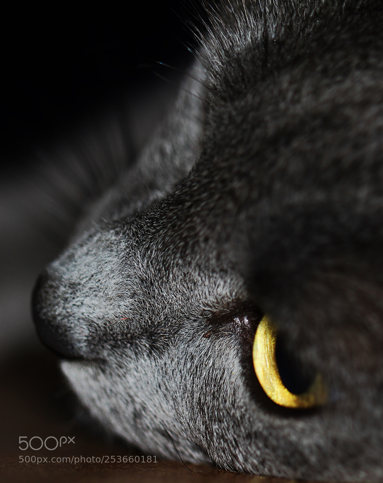 Canon EOS 550D (EOS Rebel T2i / EOS Kiss X4) sample photo. Silver bullet photography