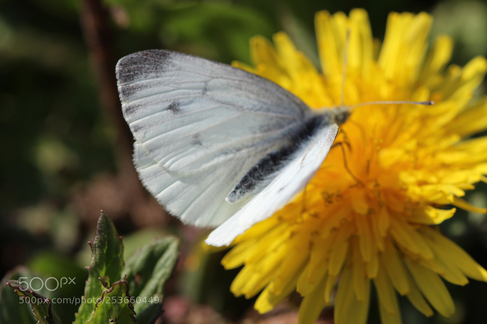 Canon EOS 600D (Rebel EOS T3i / EOS Kiss X5) sample photo. White cabbage butterfly wings photography
