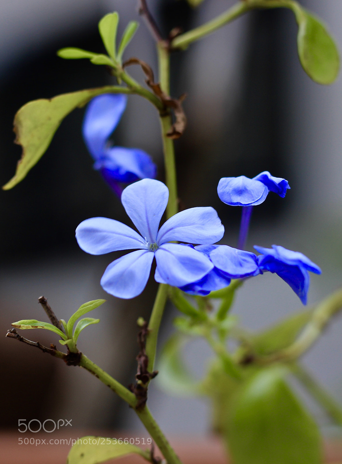Canon EOS 700D (EOS Rebel T5i / EOS Kiss X7i) sample photo. The blues photography