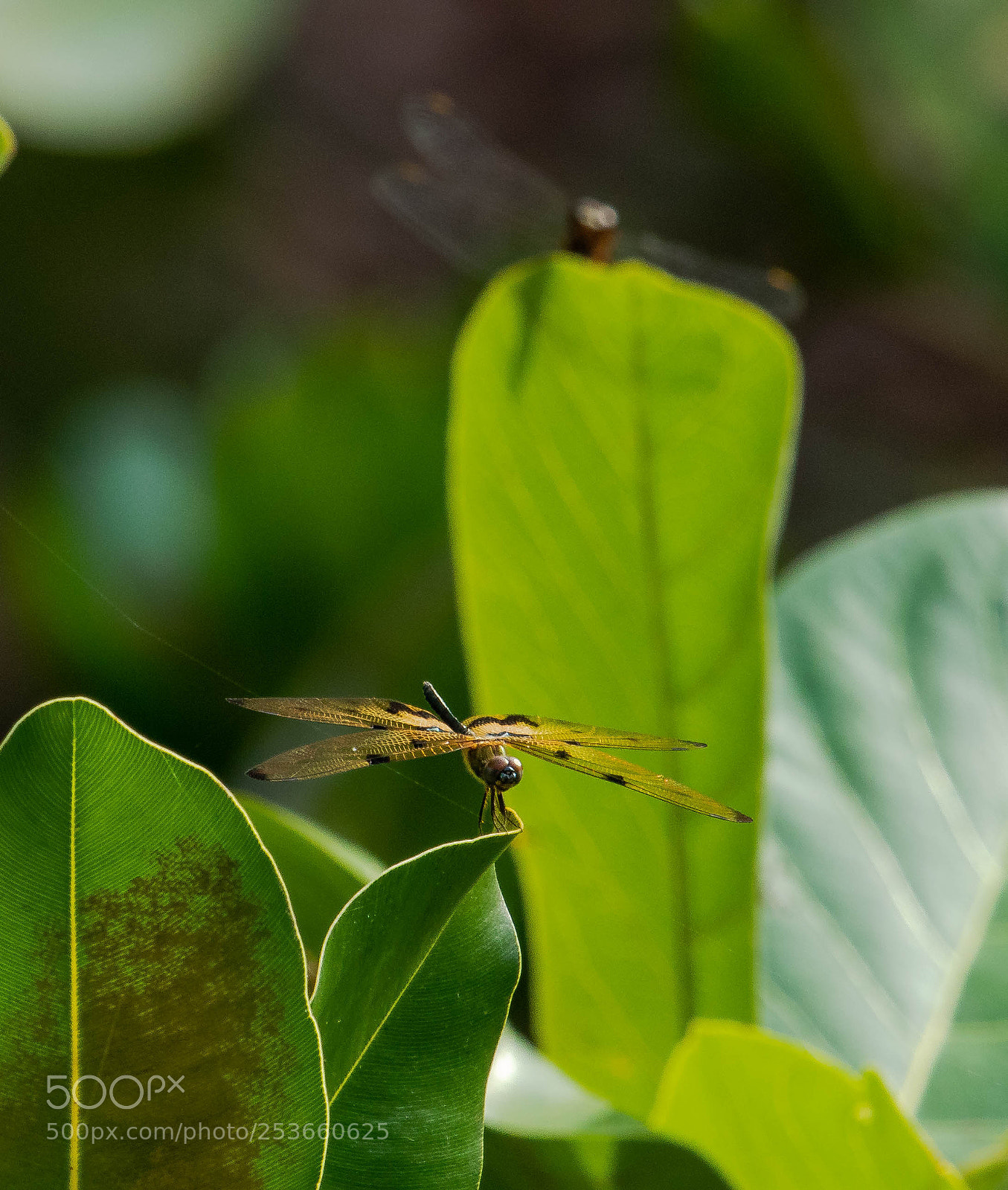 Canon EOS 80D sample photo. I am watching u photography