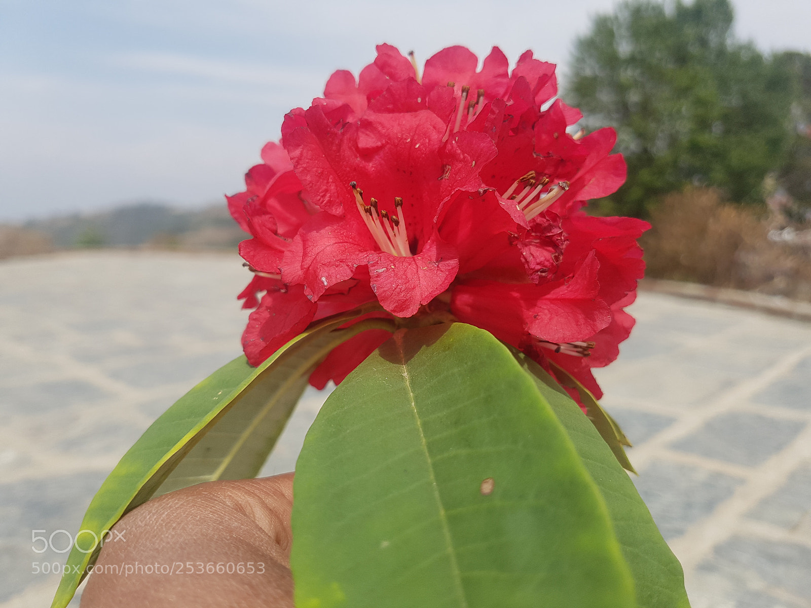 Samsung Galaxy S7 Edge sample photo. National flower of nepal photography
