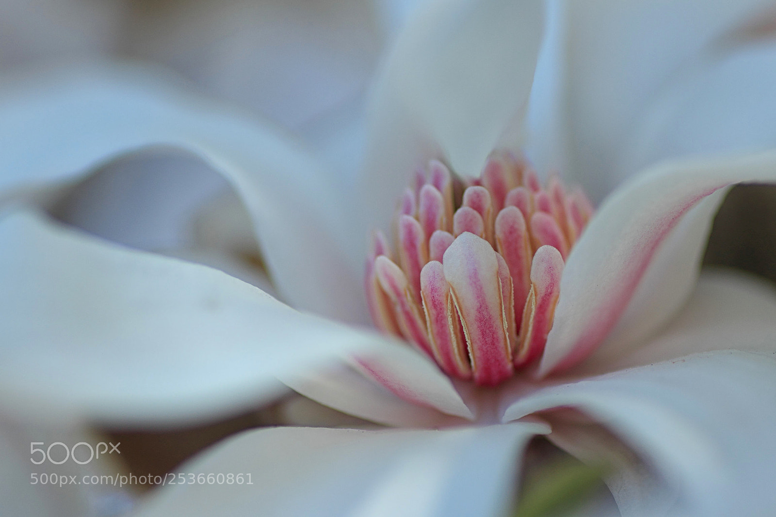 Canon EOS 600D (Rebel EOS T3i / EOS Kiss X5) sample photo. Magnolia photography