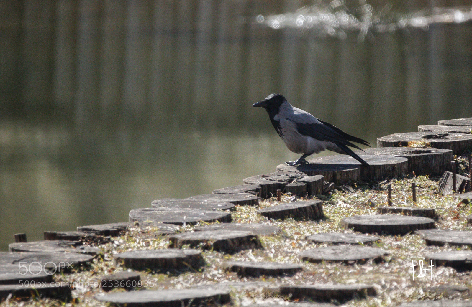 Canon EOS 7D sample photo. Untitled photography