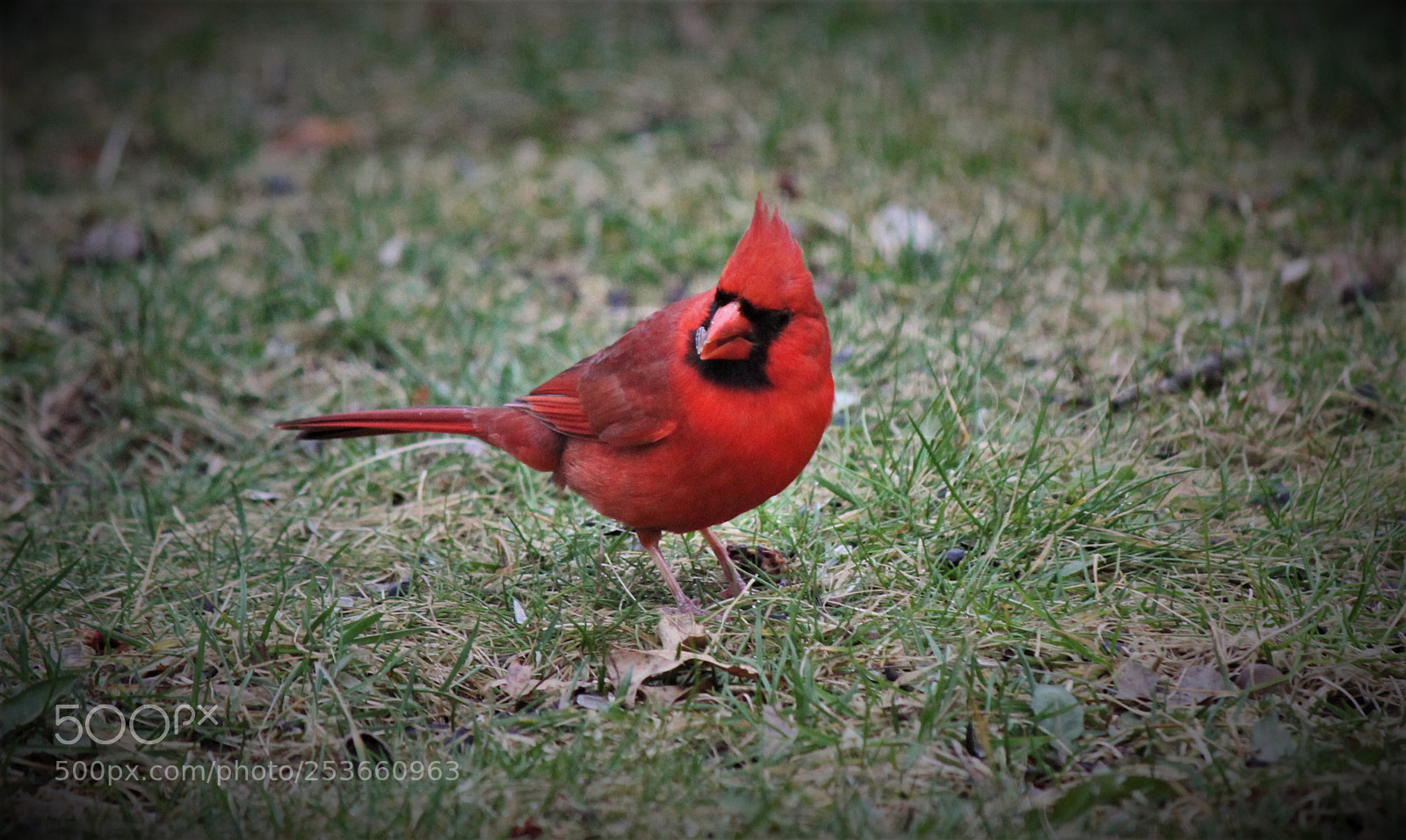 Canon EOS 600D (Rebel EOS T3i / EOS Kiss X5) sample photo. Cardinal photography