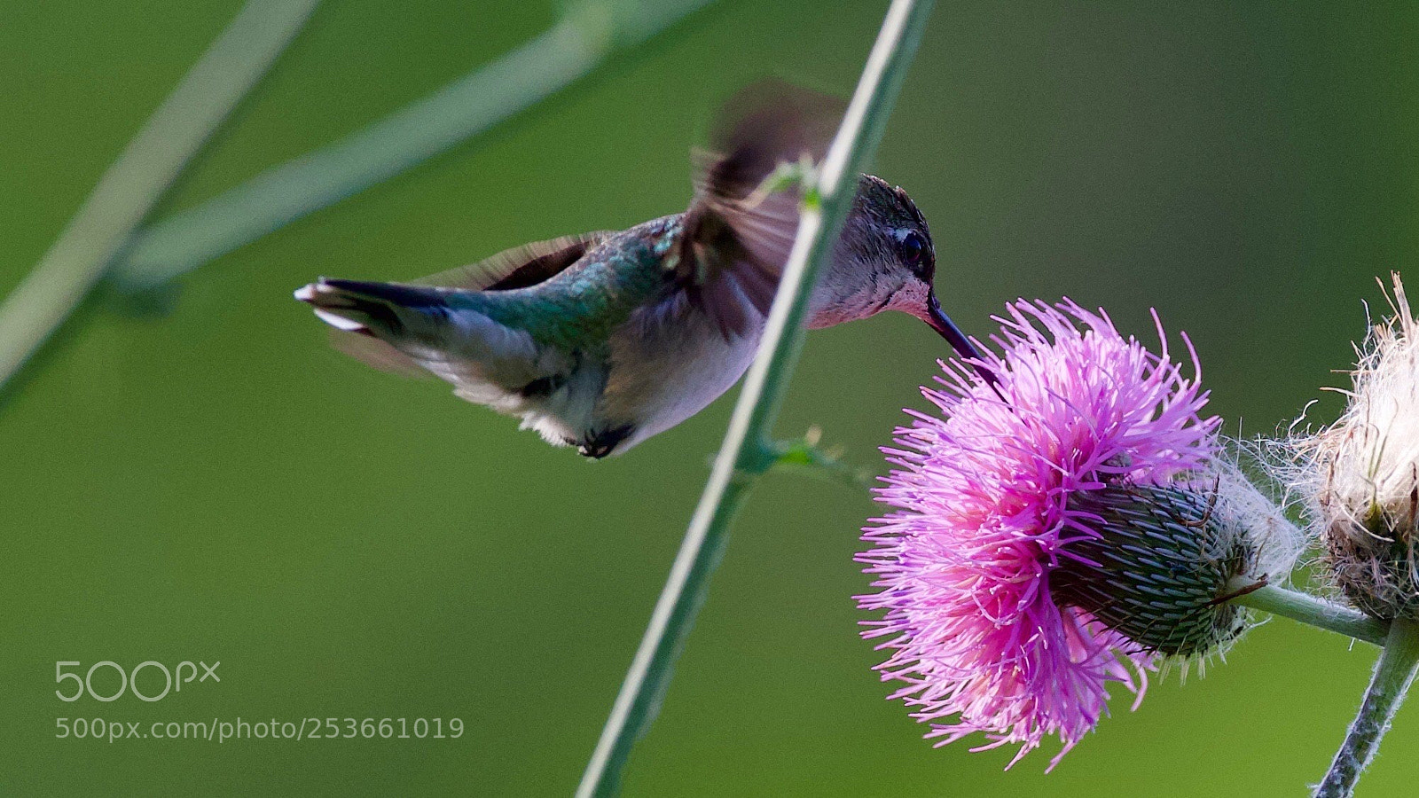 Canon EOS-1D X sample photo. Hummingbird photography