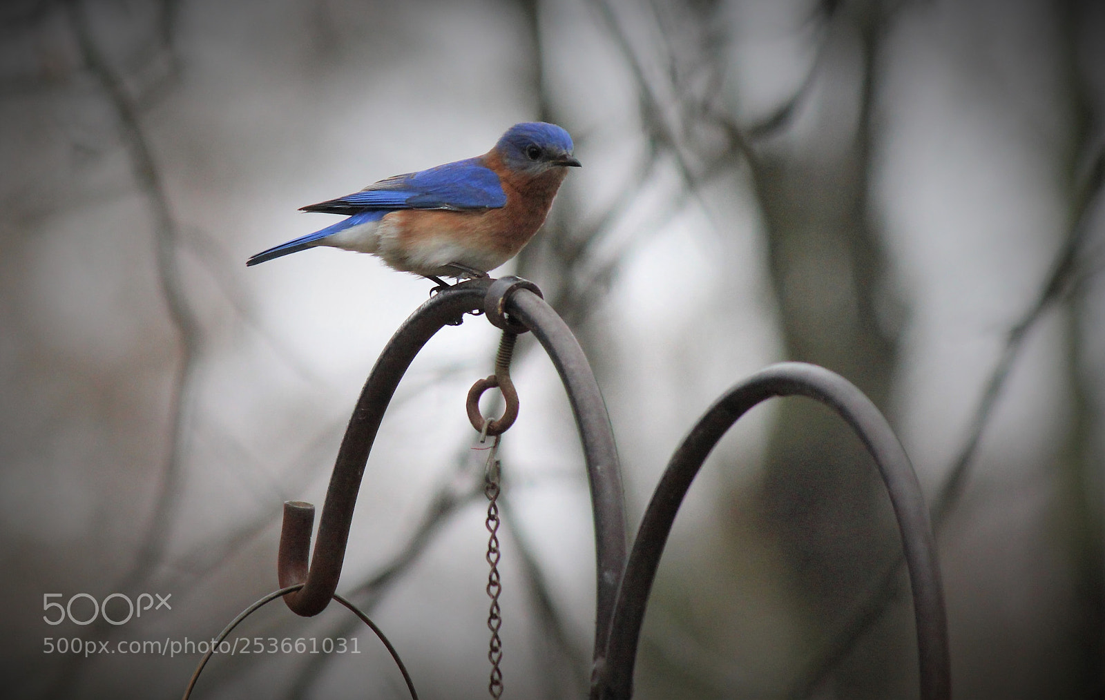 Canon EOS 600D (Rebel EOS T3i / EOS Kiss X5) sample photo. Blue bird (eastern) photography