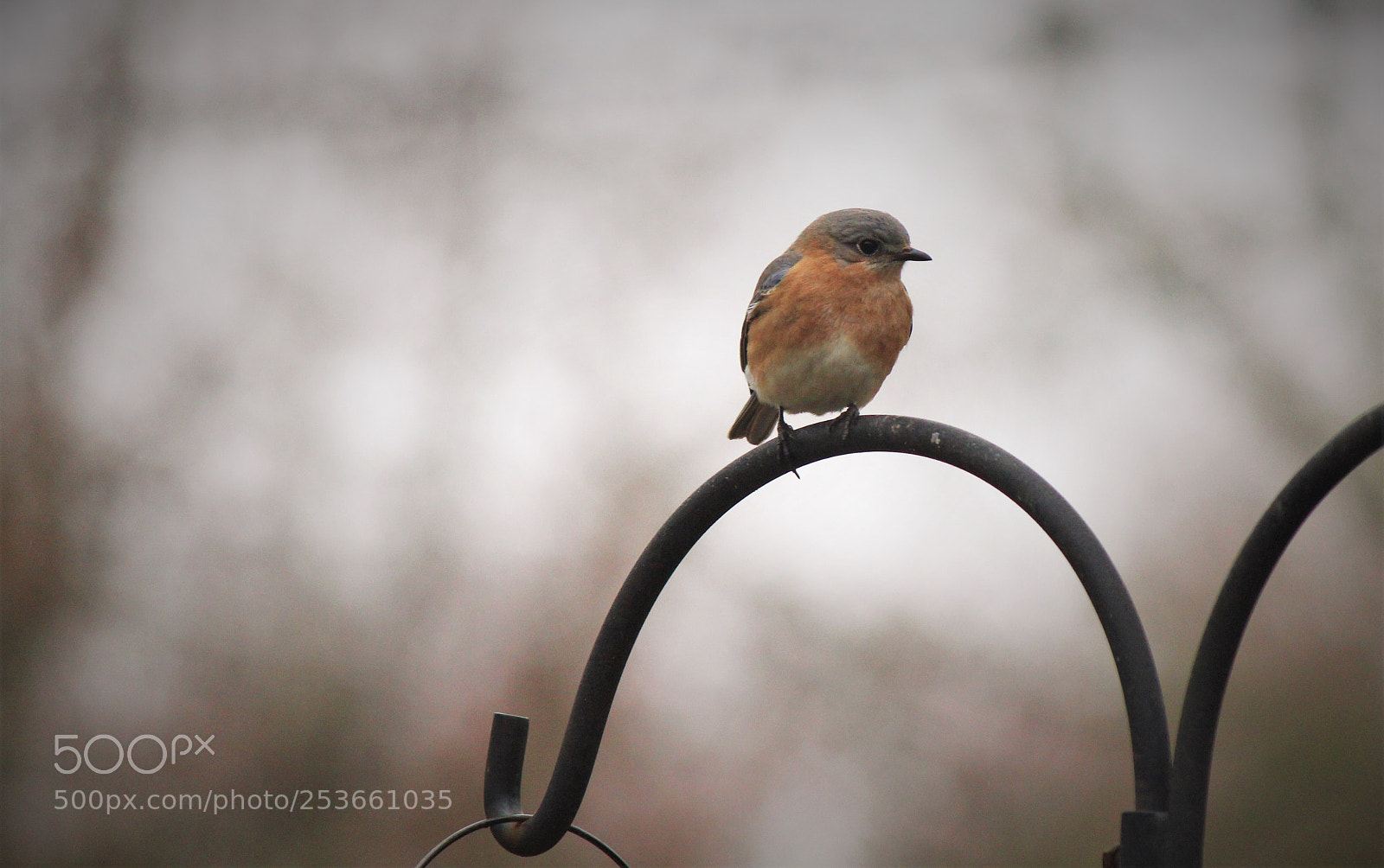 Canon EOS 600D (Rebel EOS T3i / EOS Kiss X5) sample photo. Blue bird photography