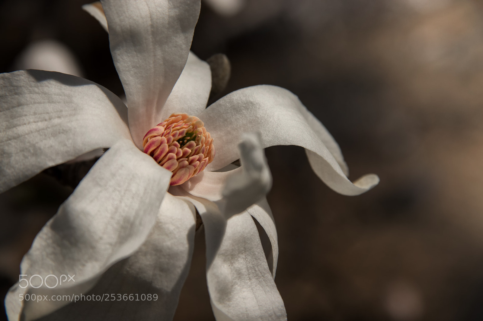 Canon EOS 800D (EOS Rebel T7i / EOS Kiss X9i) sample photo. Magnolia blossom photography