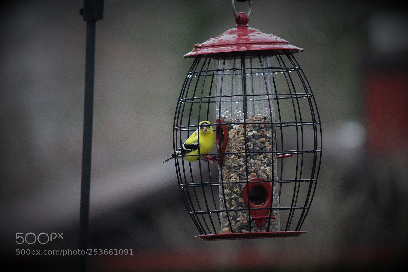 Canon EOS 600D (Rebel EOS T3i / EOS Kiss X5) sample photo. Goldfinch photography