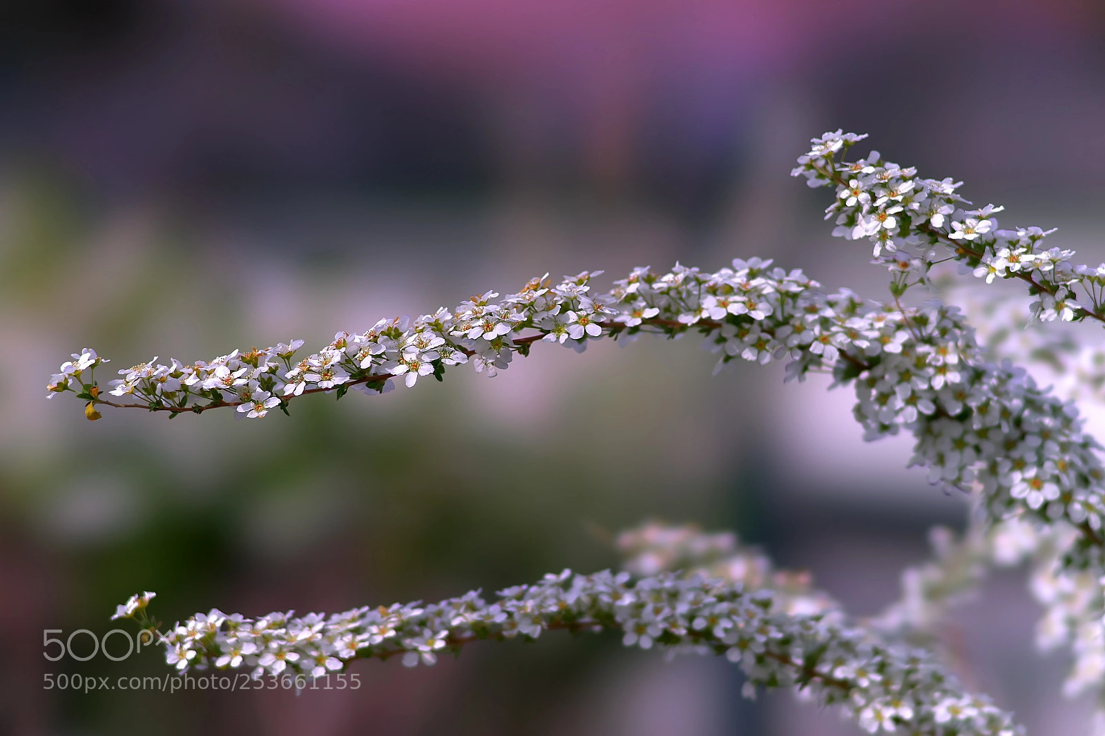 Sony a7 sample photo. Spiraea・・雪柳 photography