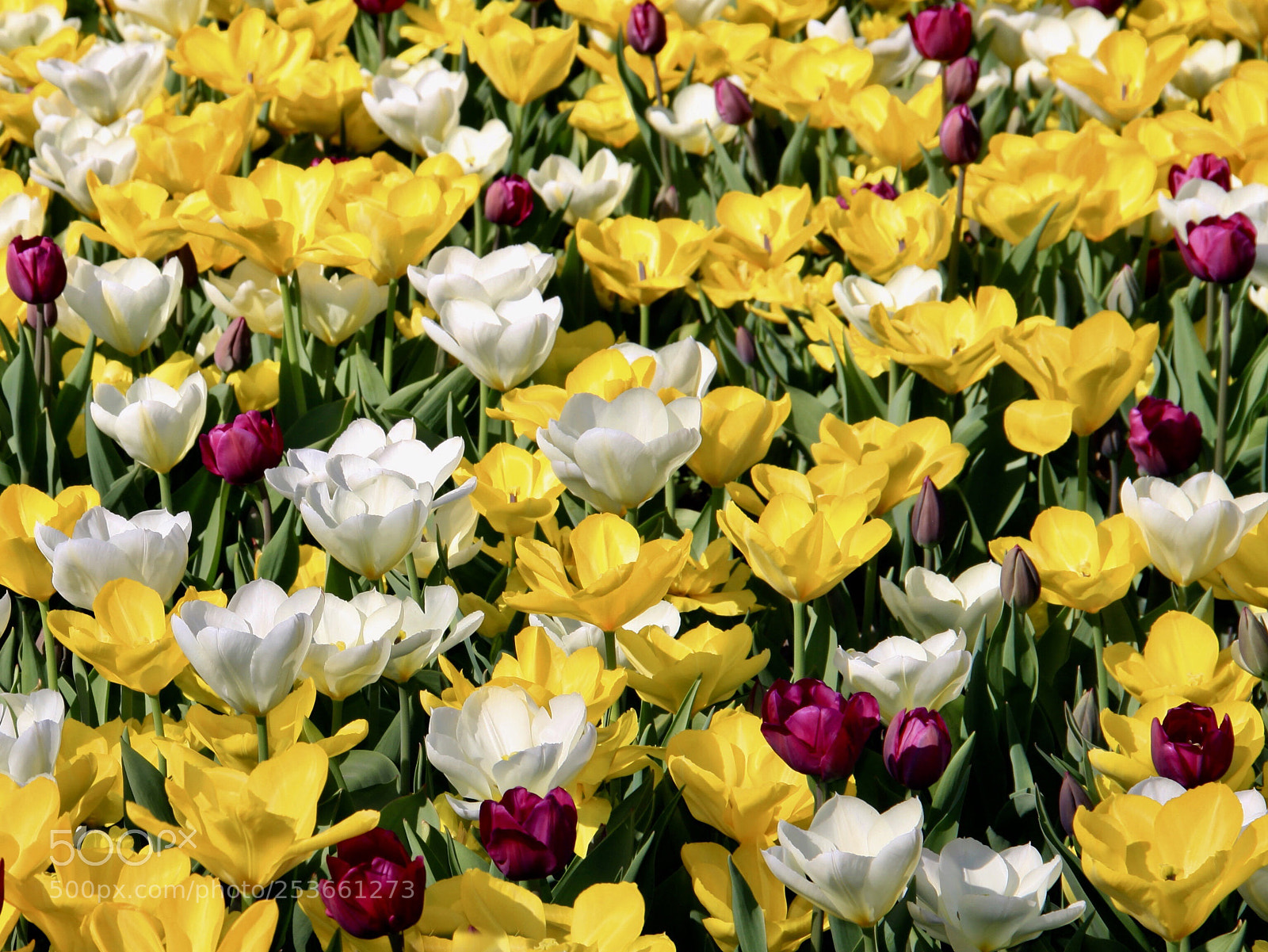 Canon EOS 50D sample photo. Tulips photography