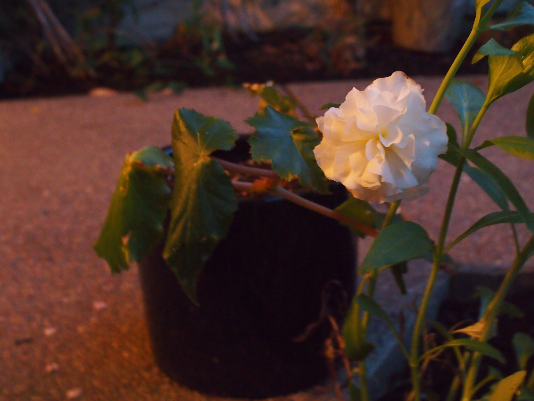 Olympus PEN E-P3 sample photo. Olympus digital camera photography