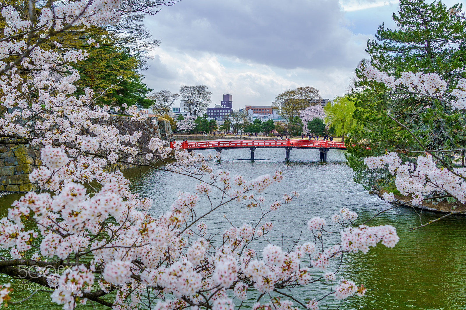 Sony a7 III sample photo. Sakura bridge photography