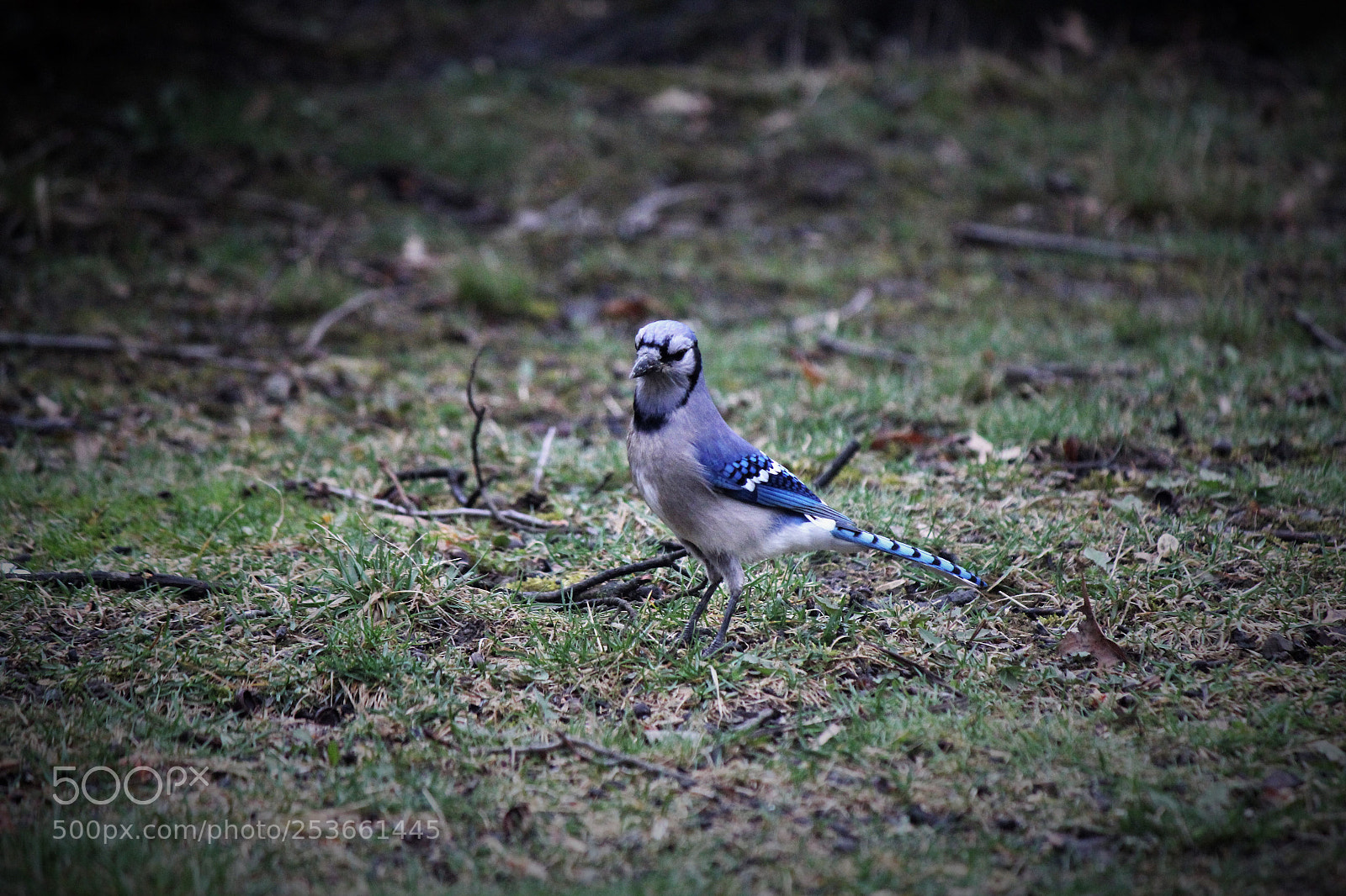 Canon EOS 600D (Rebel EOS T3i / EOS Kiss X5) sample photo. Blue jay photography
