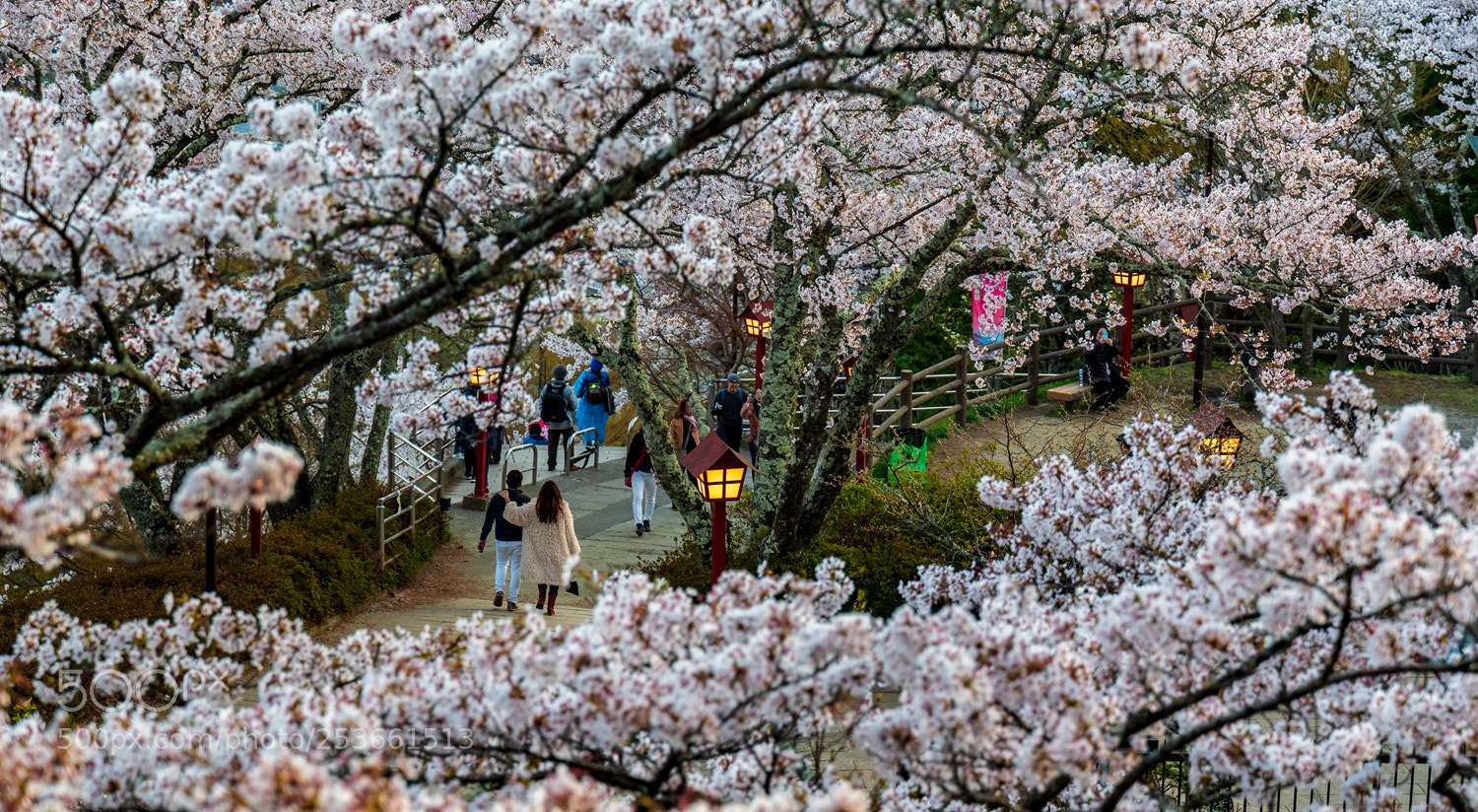 Leica SL (Typ 601) sample photo. 樱花众中 photography