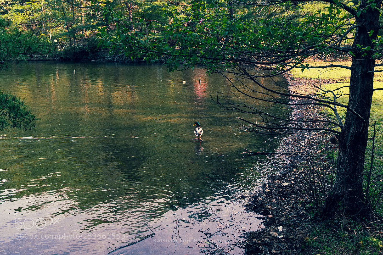 Olympus OM-D E-M10 sample photo. Duck’s rear view photography