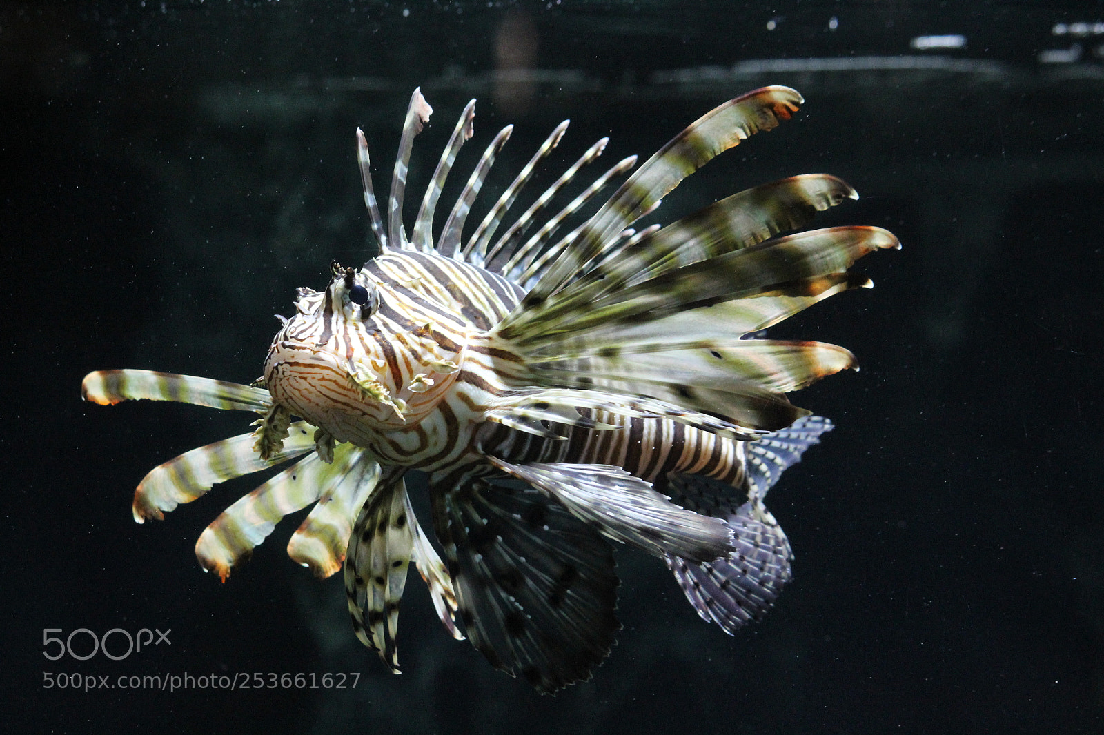 Canon EF-S 55-250mm F4-5.6 IS II sample photo. The lion fish photography