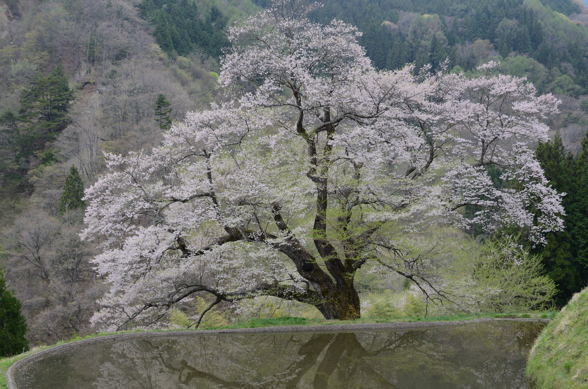 Nikon D7000 sample photo. 駒つなぎの桜 南信州昼神温泉 photography