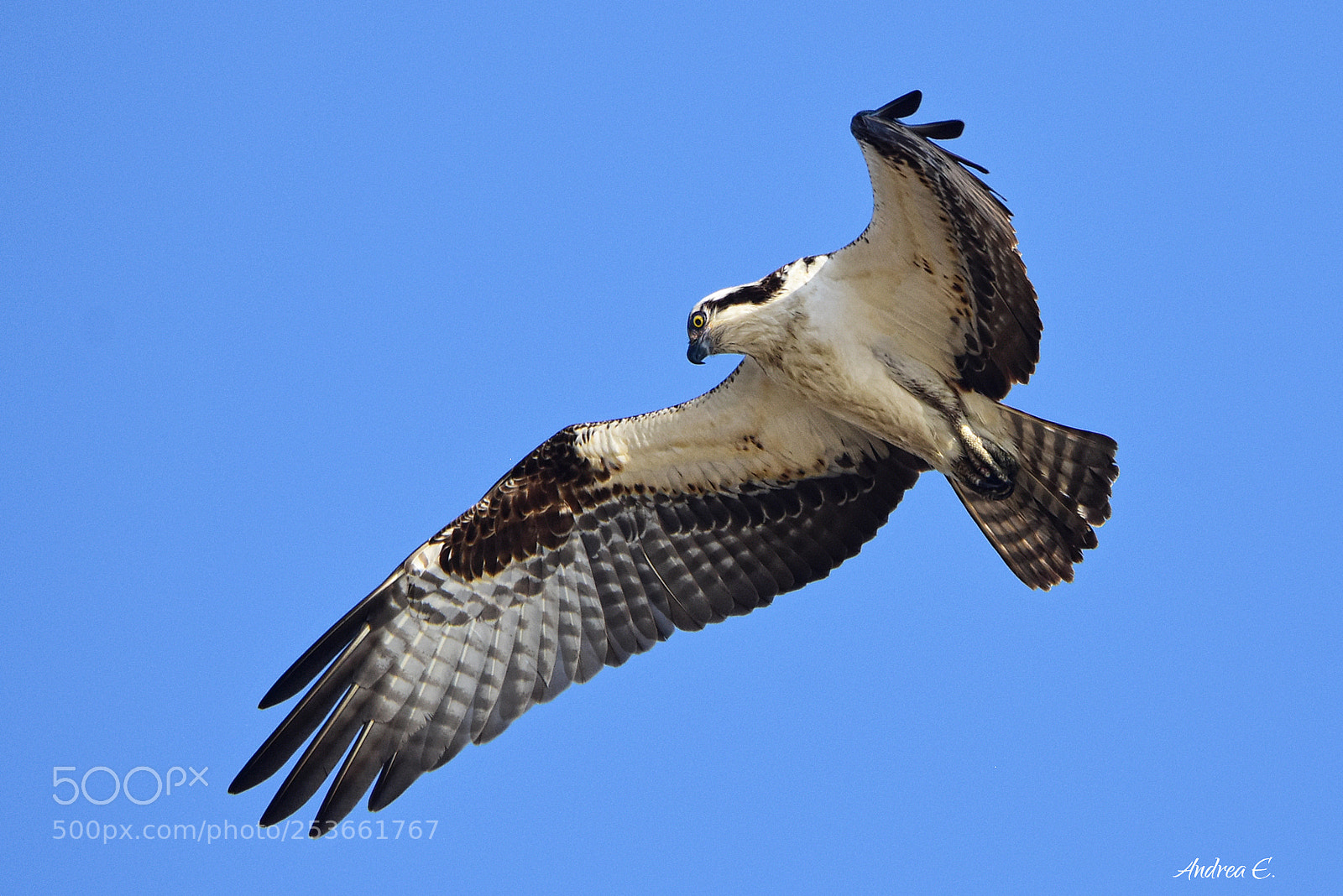 Nikon D7200 sample photo. Osprey overhead photography