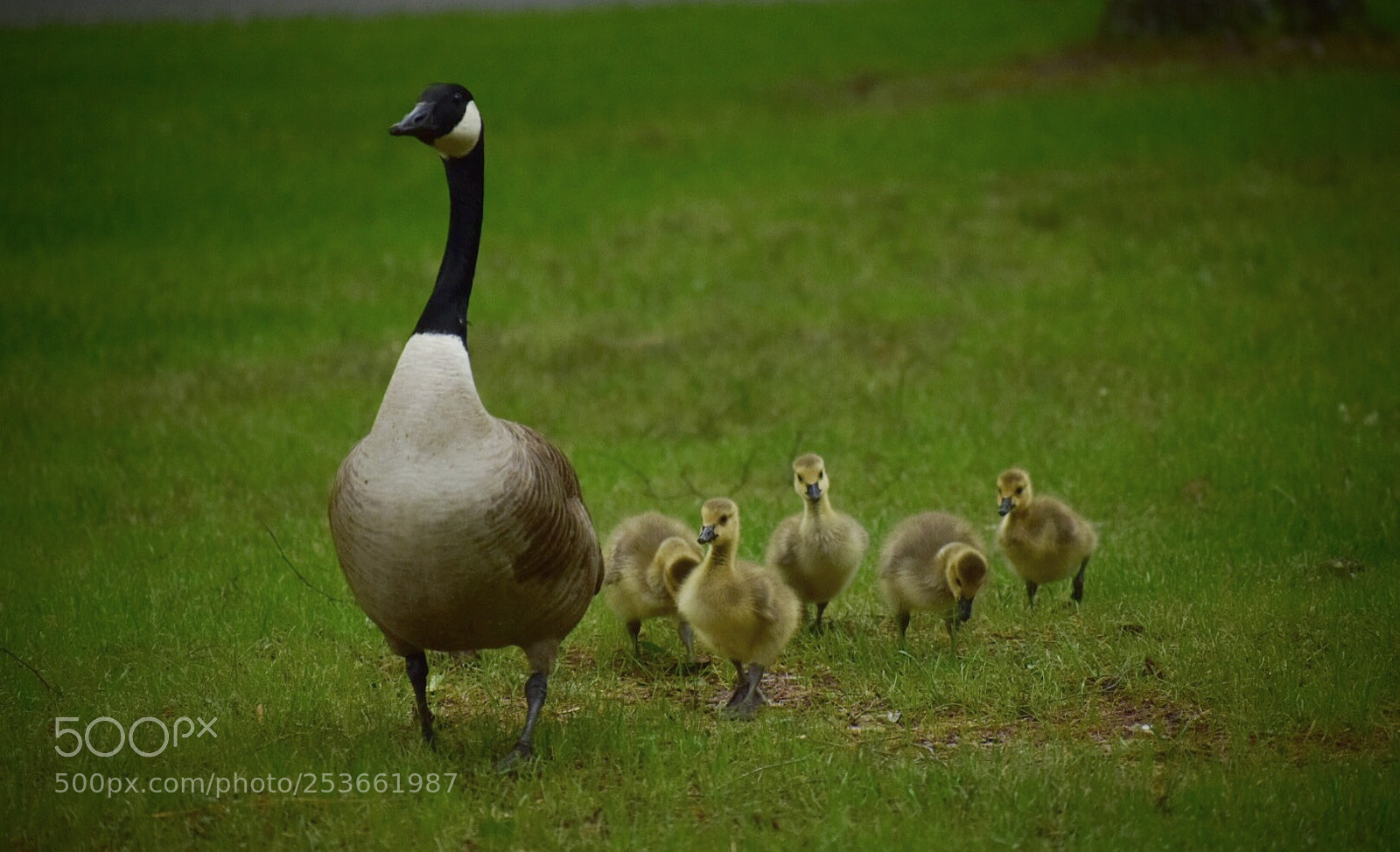 Nikon D5300 sample photo. Mom and babies photography