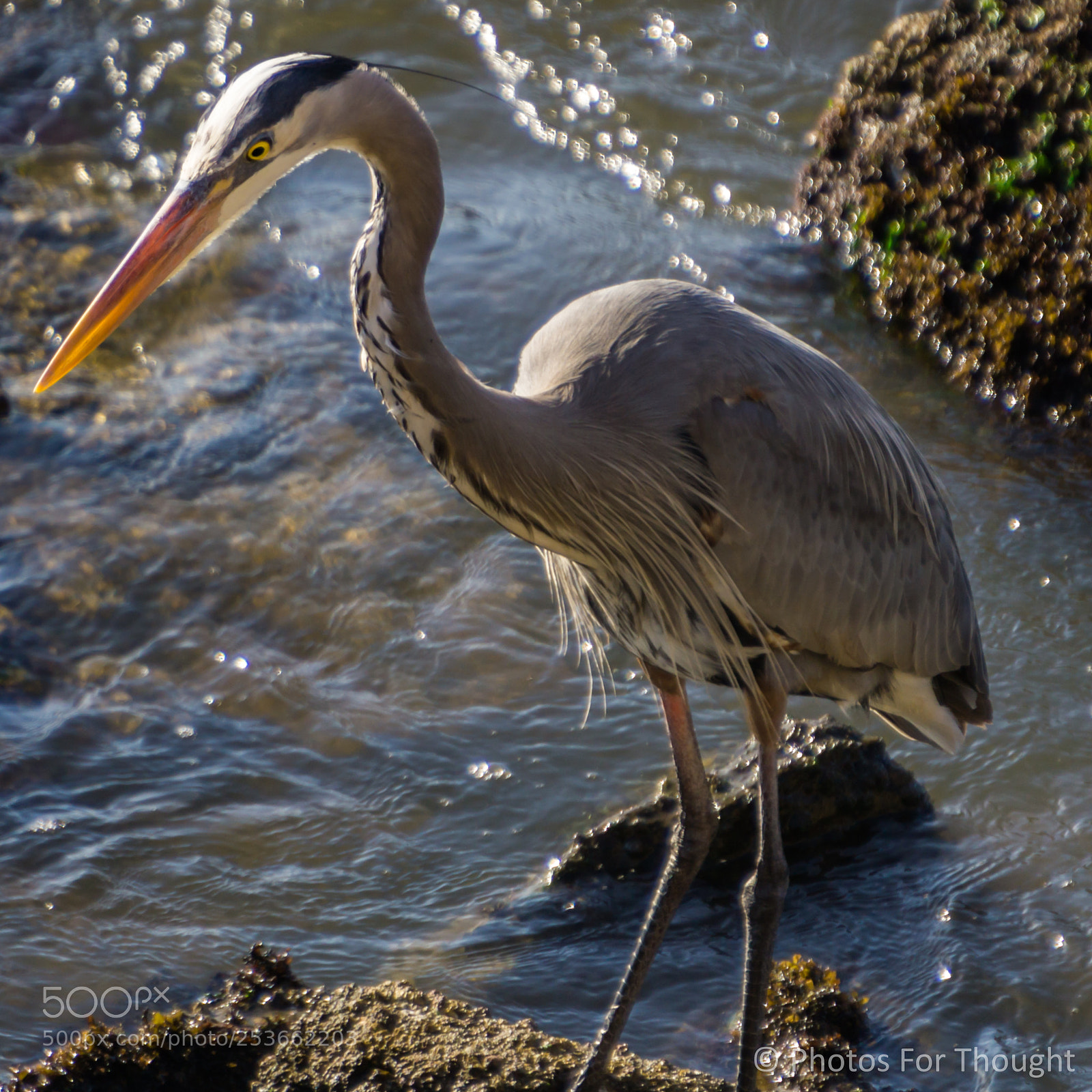 Sony a6000 sample photo. Tidal photography