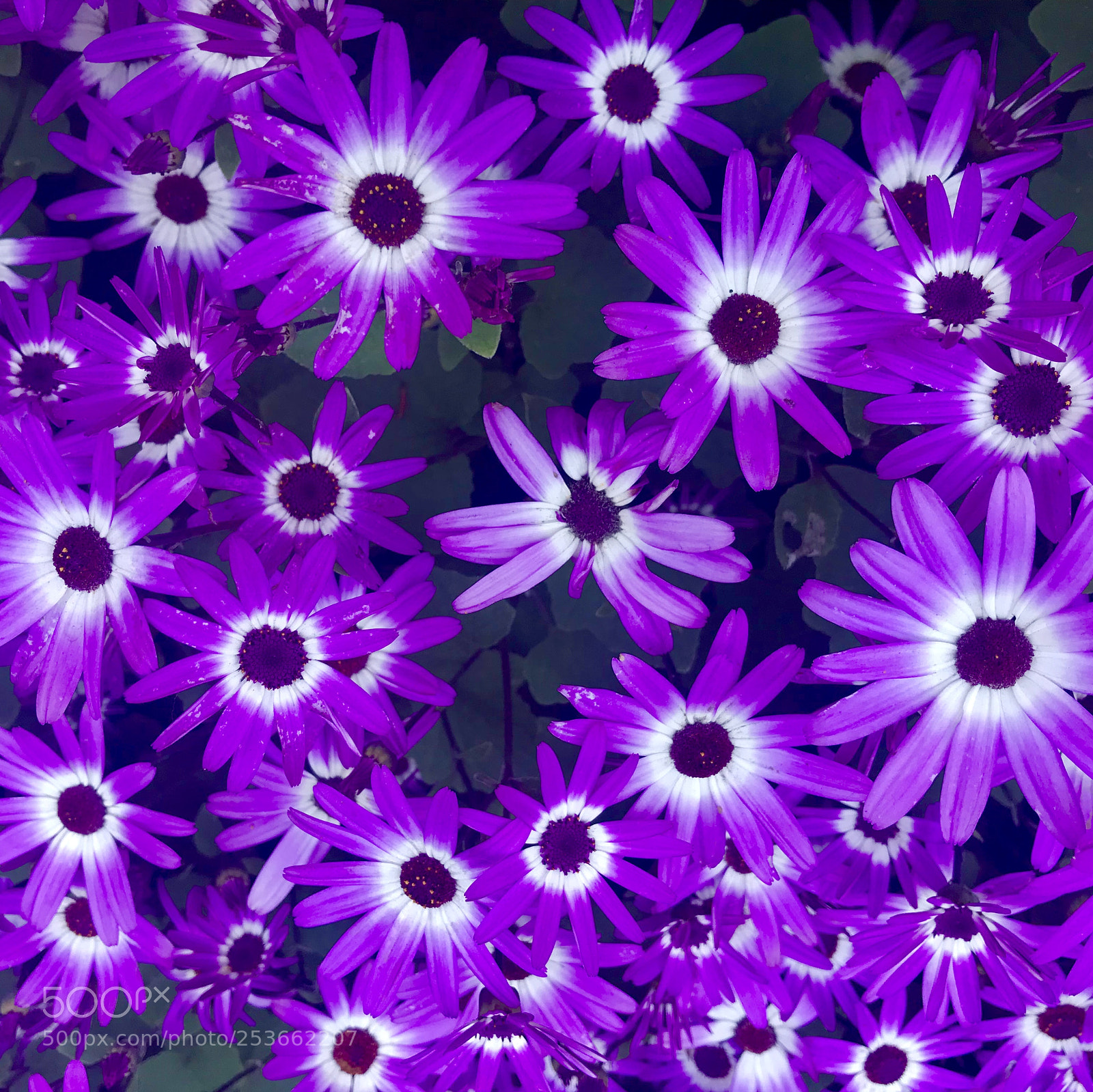 Apple iPhone 7 sample photo. Purple flowers photography