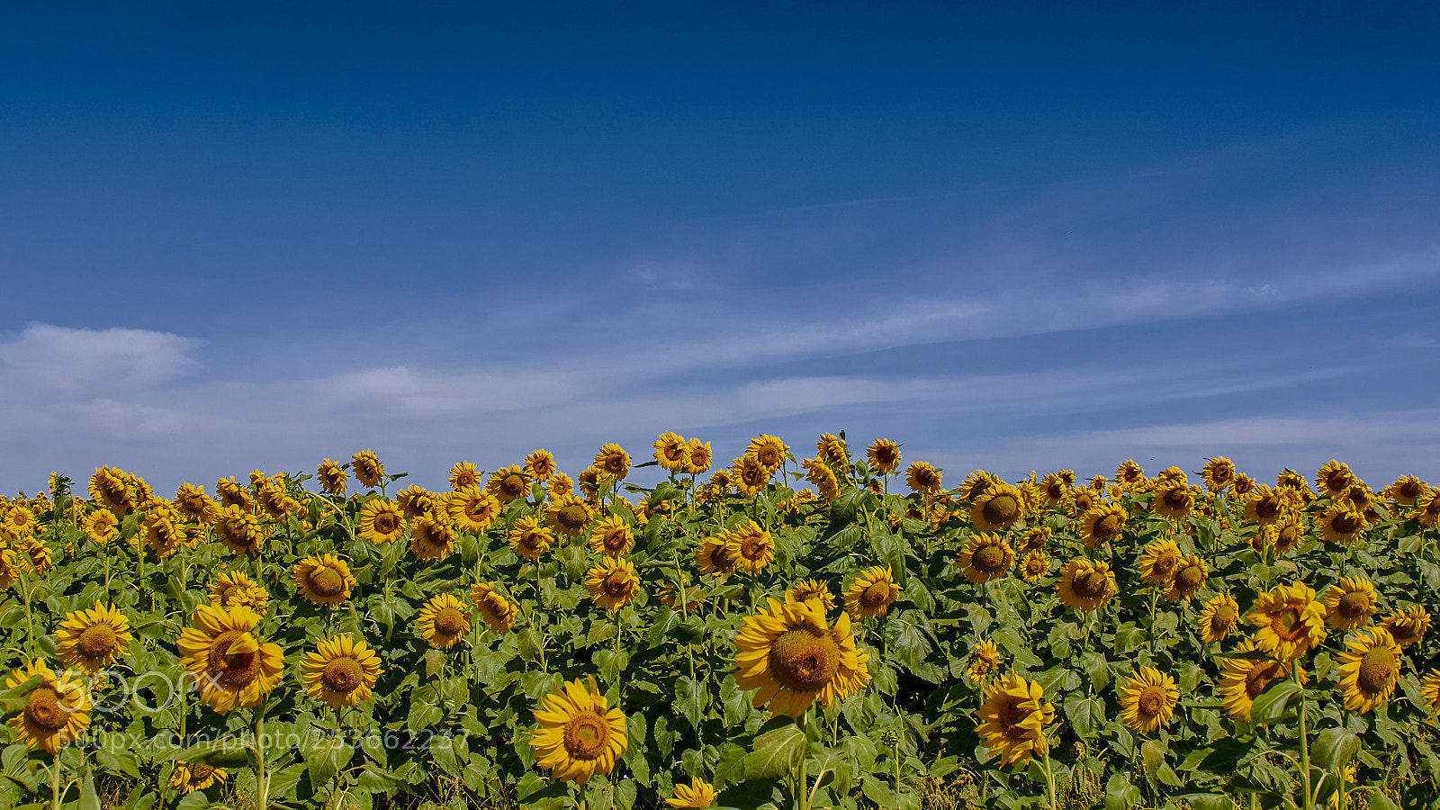 Sony SLT-A65 (SLT-A65V) sample photo. Campogirassois photography