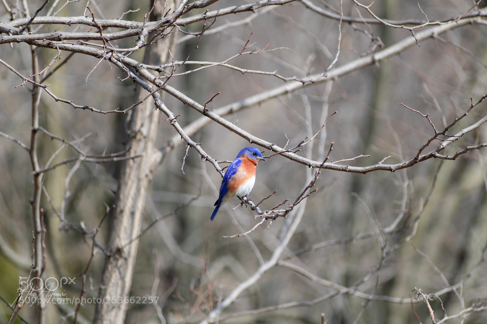 Nikon D5300 sample photo. Bluebird photography