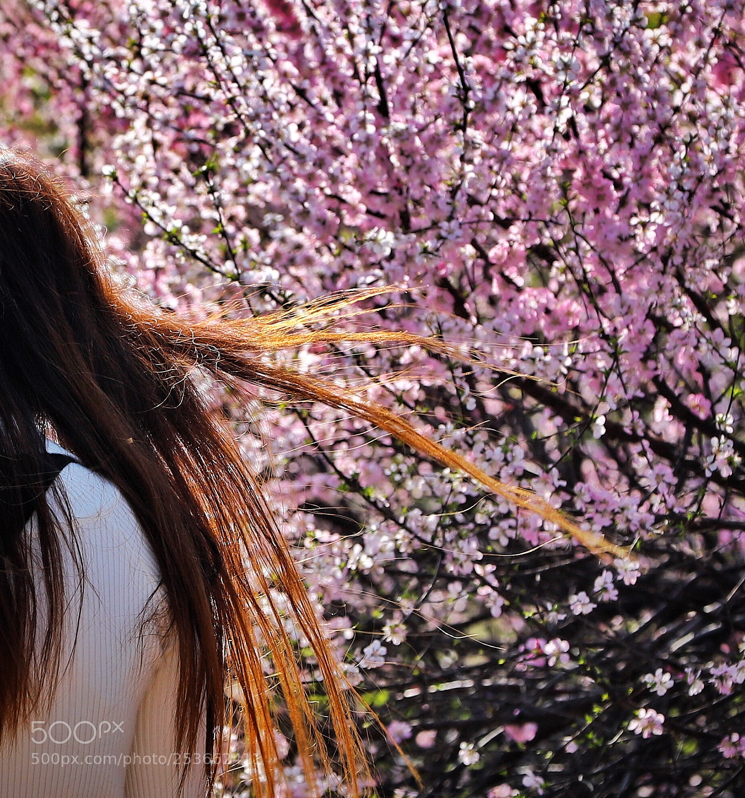Canon EOS 6D Mark II sample photo. 春天就是这样张扬 photography