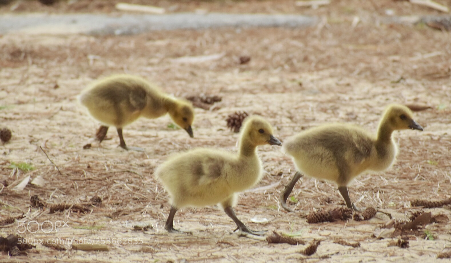 Nikon D5300 sample photo. Baby geese photography