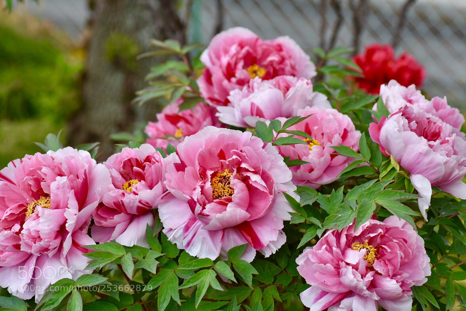Nikon D7200 sample photo. Peony photography