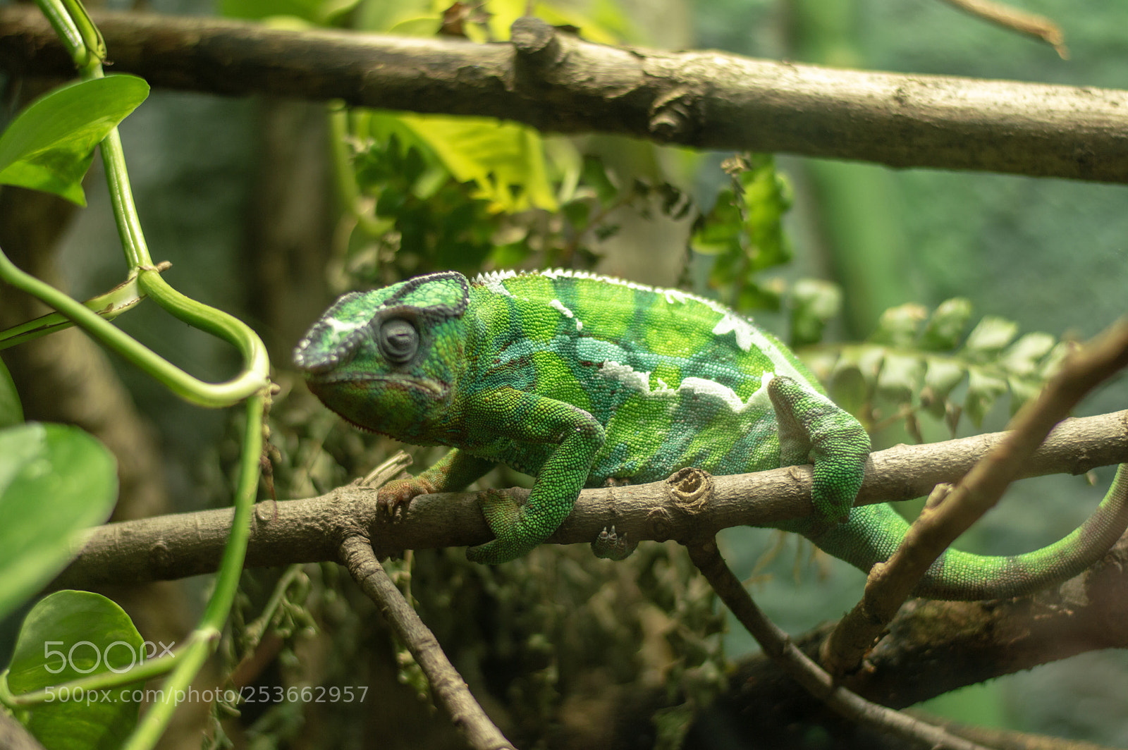 Nikon D3200 sample photo. Green machine photography