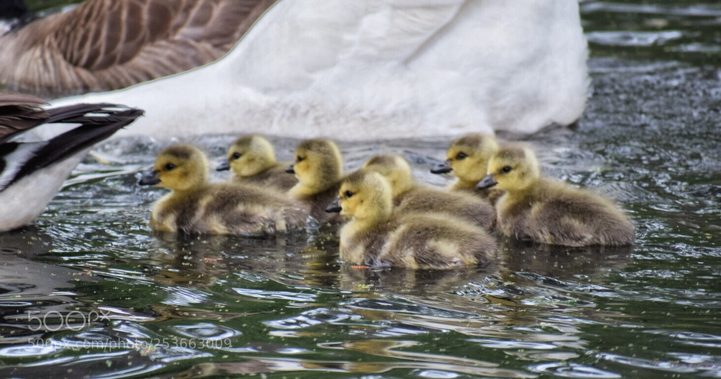 Nikon D5300 sample photo. Swimming baby geese photography