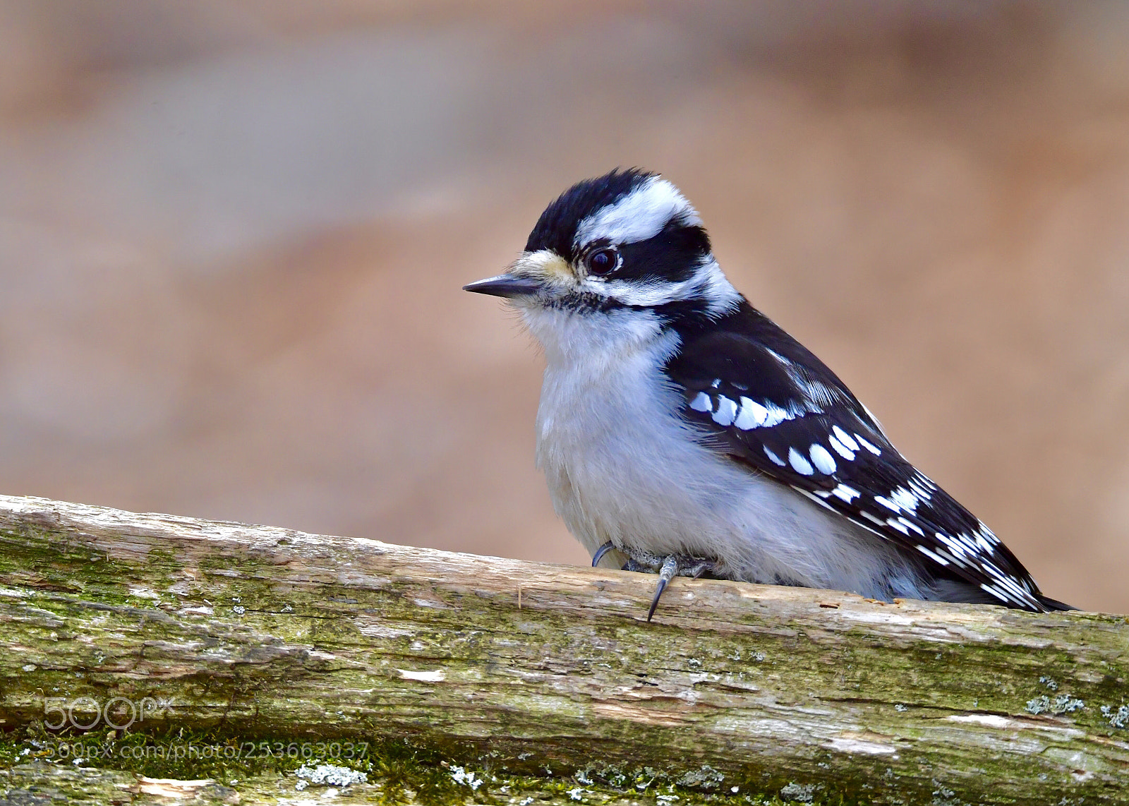 Nikon D5 sample photo. Downy woodpecker photography